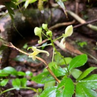 Impatiens cornigera Arn.